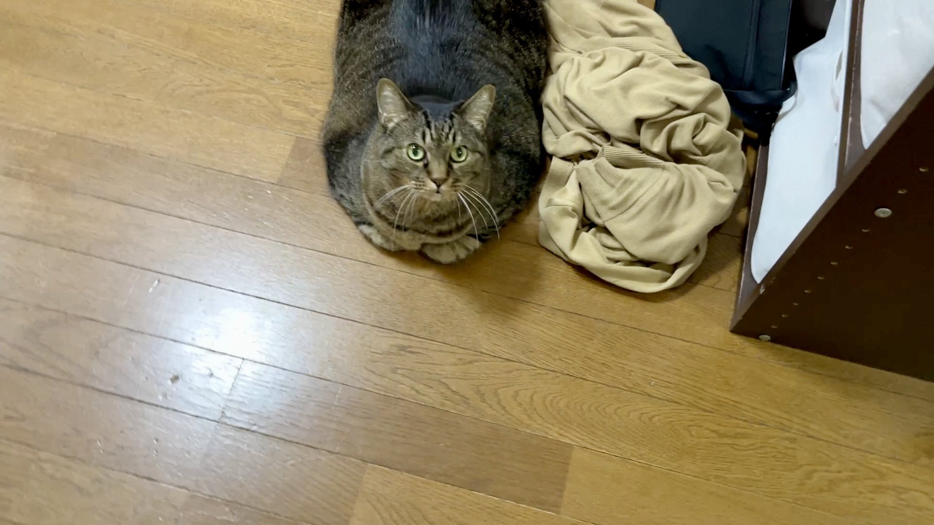 ねこじま まめたろう (@nekojima_22) / X