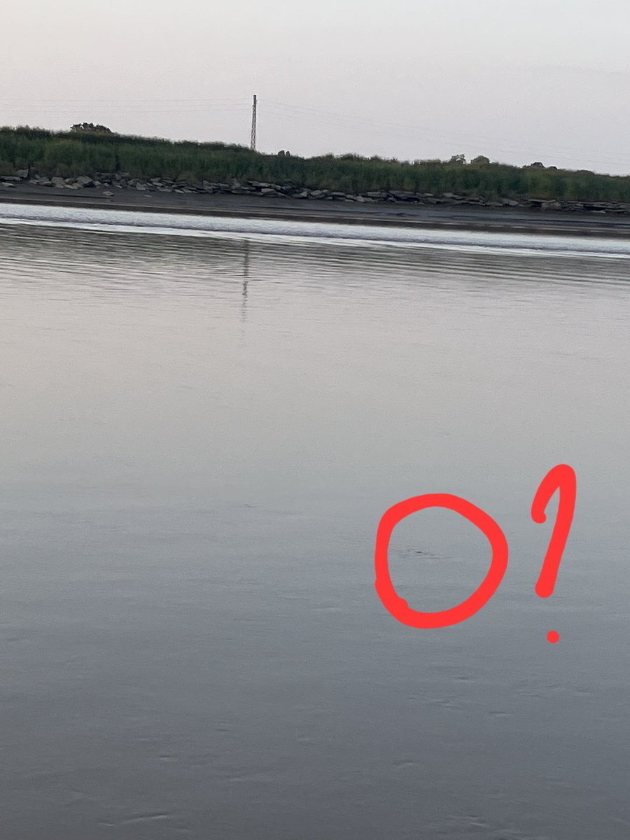 Andy Rodgers tweet media