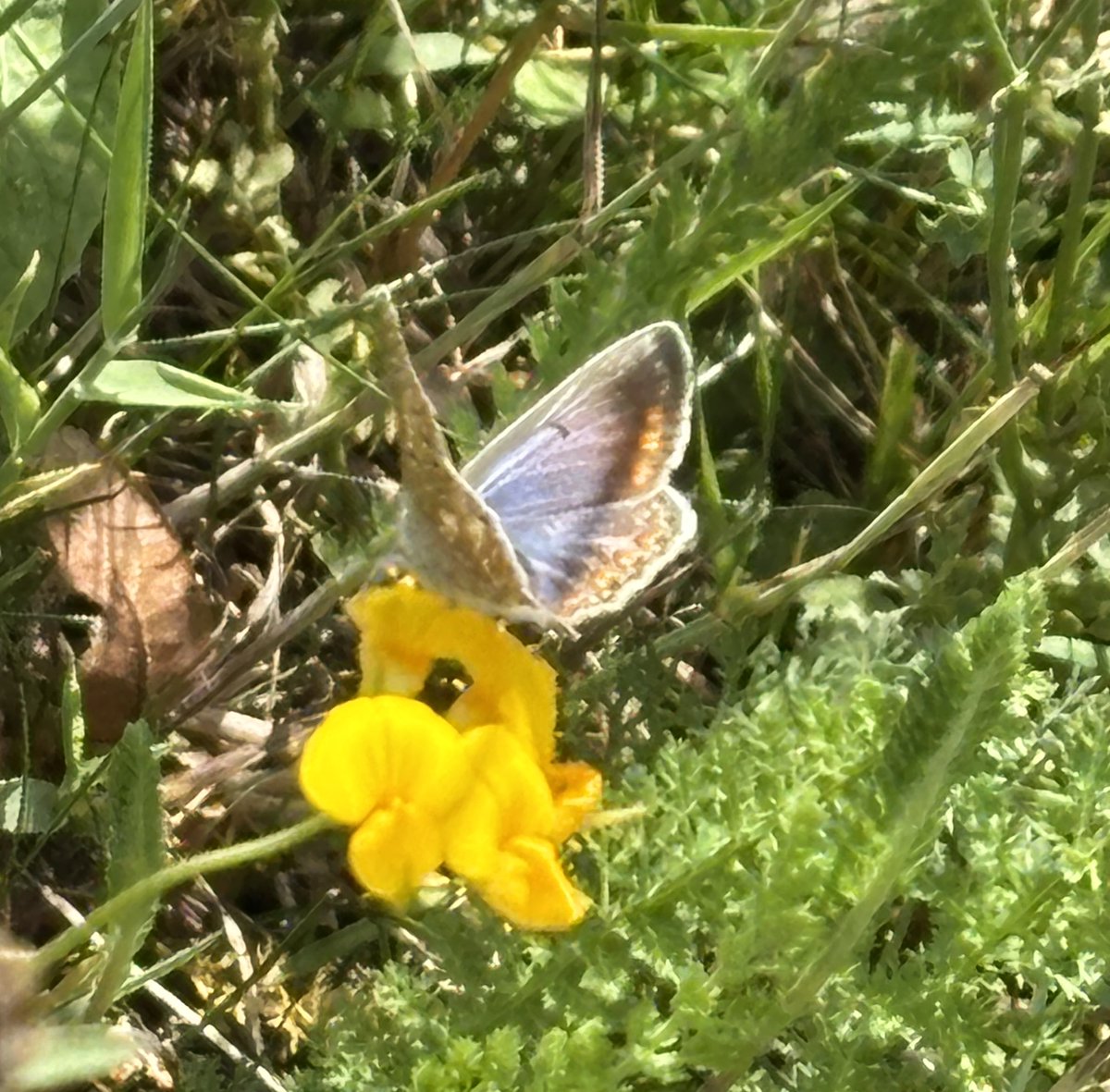 edmondslyn's tweet photo. A brief encounter with a Common Blue butterfly enjoying Bird's-foot Trefoil, seen in Wandlebury, Cambridgeshire last week
#CommonBlueButterfly #WildWebsWednesday #Butterflies @savebutterflies https://t.co/CGcWESsyLE