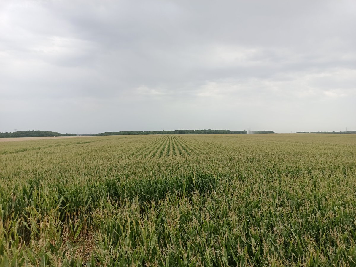 Les phacochères sont passés par là #vuedesurlacabine