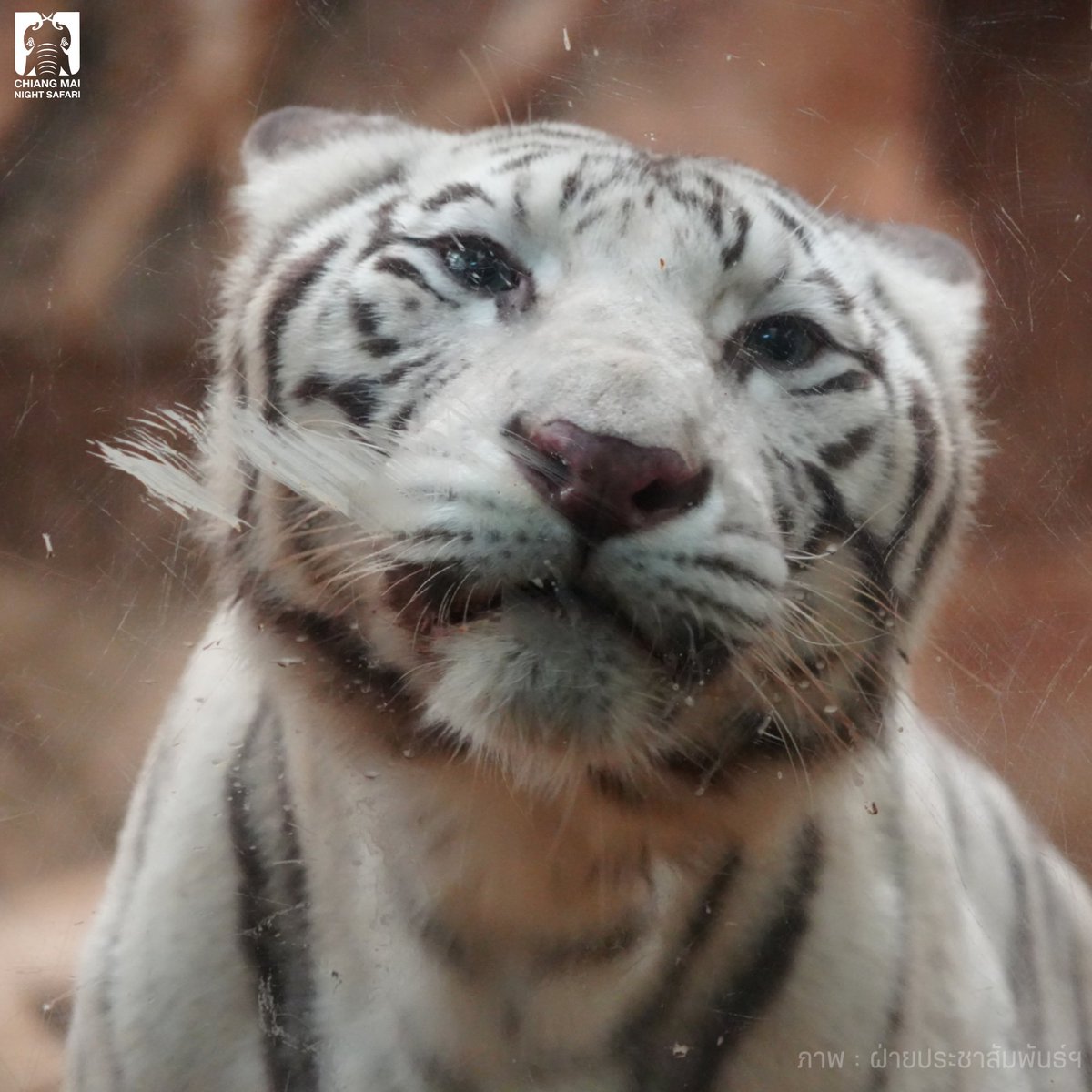 CMNightsafari's tweet photo. ละเสี่ยหนึ่งจะเลียกระจกทำม้ายยย อุสส่าเก๊กหล่อ

#เชียงใหม่ไนท์ซาฟารี #เชียงใหม่แบ๊วซาฟารี #ChiangmaiNightSafari #เสือโคร่งขาว #whitetiger #เสี่ยหนึ่ง https://t.co/qKMjsocIf5