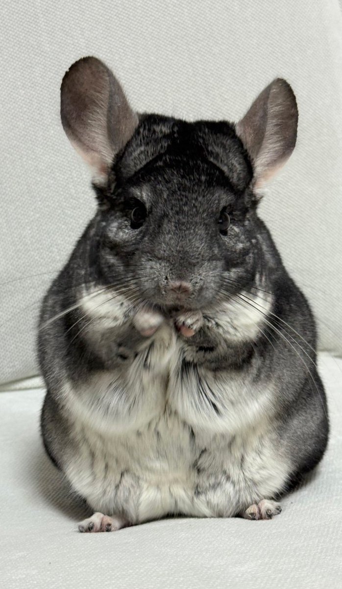 こちらが噂のチンチラという
小動物になります