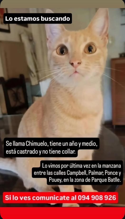 Mikamagic80's tweet photo. Atentos Parque Batlle
Seguramente esté asustado, se esconden y se quedan ahí a veces por días https://t.co/DpNLmWFIW6