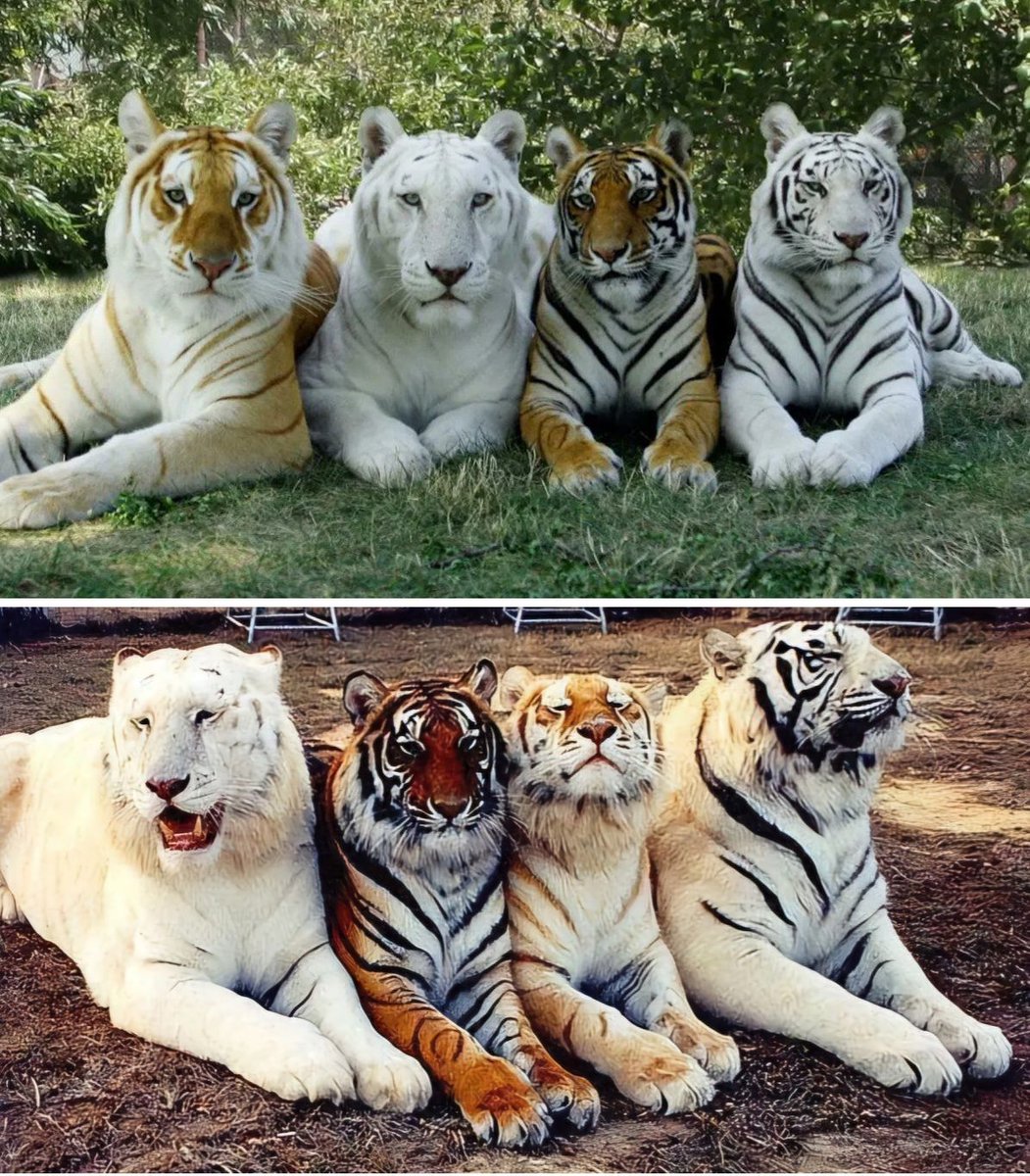 The only 2 photos in the world with the 4 tones of the tiger...