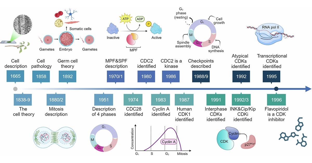 sigtrans_sttt's tweet photo. This review from @gusbald of @CroAviano summarizes the functions of Cyclin Dependent Kinases (CDKs), discusses their potential roles and deregulation in human pathologies and underscores the role of CDK inhibitors as standard therapies in cancer.

https://t.co/nxRBY9ET22 https://t.co/WqPHCFRLmb