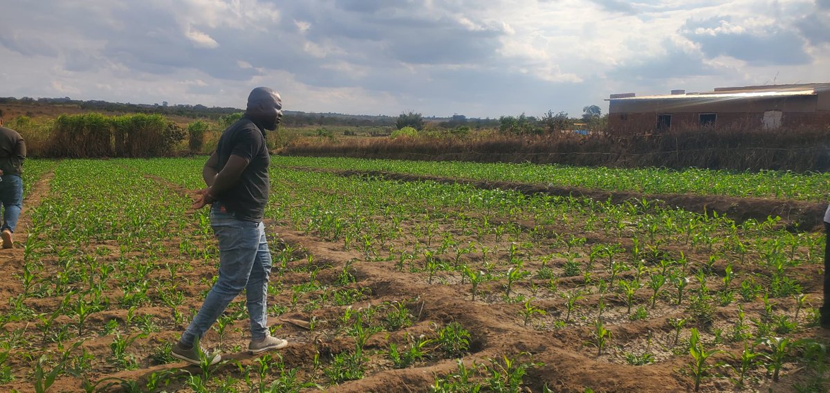 AWILI016's tweet photo. A quick field tour for a youth farmer who accessed #AWILI irrigation package; very encouraging considering that this will be his second harvest. https://t.co/X4LRajoK5S