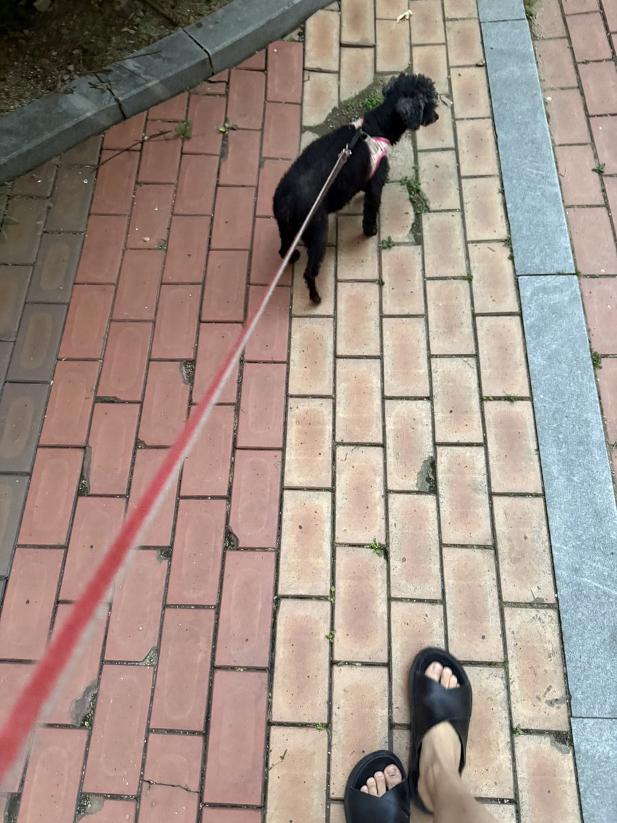 츄냥 tweet media
