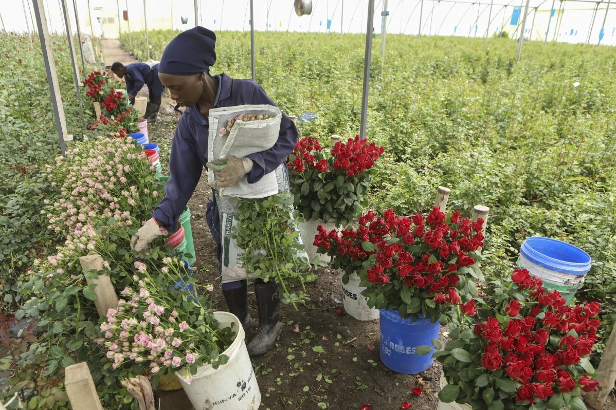 Most cut flowers die early not because they’re old… but because of what we do. Learn the subtle errors to avoid
floriculture.co.ke/how-everyday-h…

#Floriculture
#Blooms