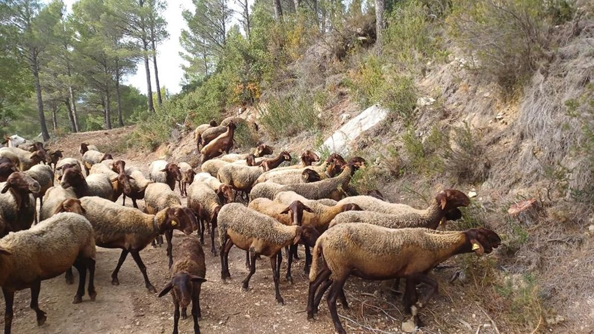 Recuerdo que en el colegio me enseñaron que los mejores bomberos eran las ovejas y las cabras... ¡Qué tiempos aquellos en los que los ecólojetas urbanitas no gestionaban cosas de las que no tienen ni puta idea!