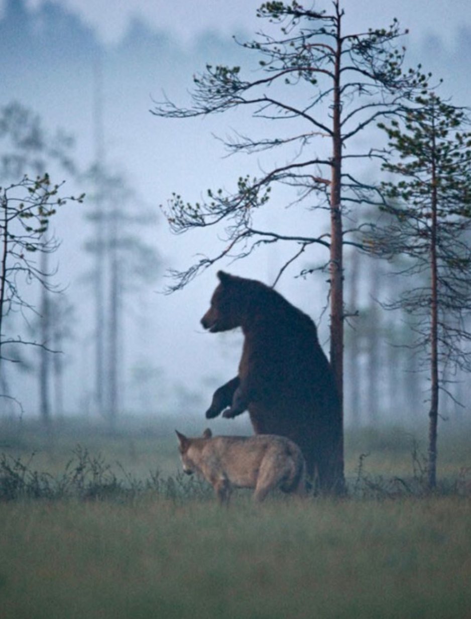ショルダーバッグを下げたハイイロオオカミさん ショルダーバッグを下げたハイイロオオカミさん ハイイロ