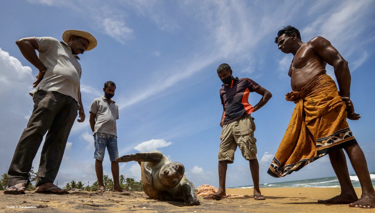 A dead sea turtle, one of at least ninety washed up after a massive nurdle spill off Colombo in 2021.
Full story:
theguardian.com/environment/20…