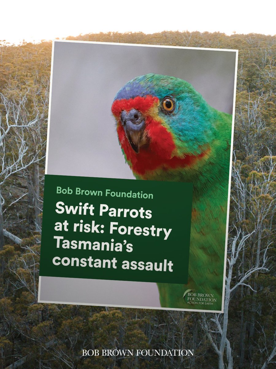 BobBrownFndn's tweet image. To mark #NationalScienceWeek, we&apos;ve just released our new #SwiftParrot report exposing how government-backed logging is destroying the very forests these critically endangered birds need to survive. Read it here — saveswifties.org