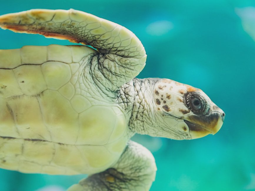 HAKURAI481's tweet photo. 混雑する水族館でも頼りになりました

a7RV+SIGMA 28-105mm F2.8 DG DN

#アルファホビー部 https://t.co/qQDm4KtlMB