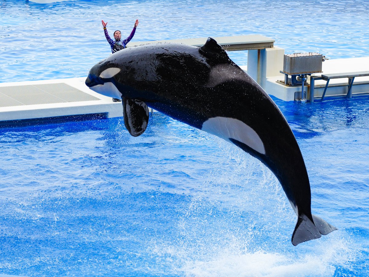 HAKURAI481's tweet photo. 混雑する水族館でも頼りになりました

a7RV+SIGMA 28-105mm F2.8 DG DN

#アルファホビー部 https://t.co/qQDm4KtlMB