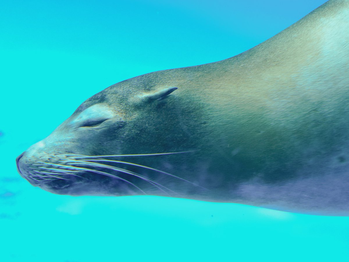 HAKURAI481's tweet photo. 混雑する水族館でも頼りになりました

a7RV+SIGMA 28-105mm F2.8 DG DN

#アルファホビー部 https://t.co/qQDm4KtlMB