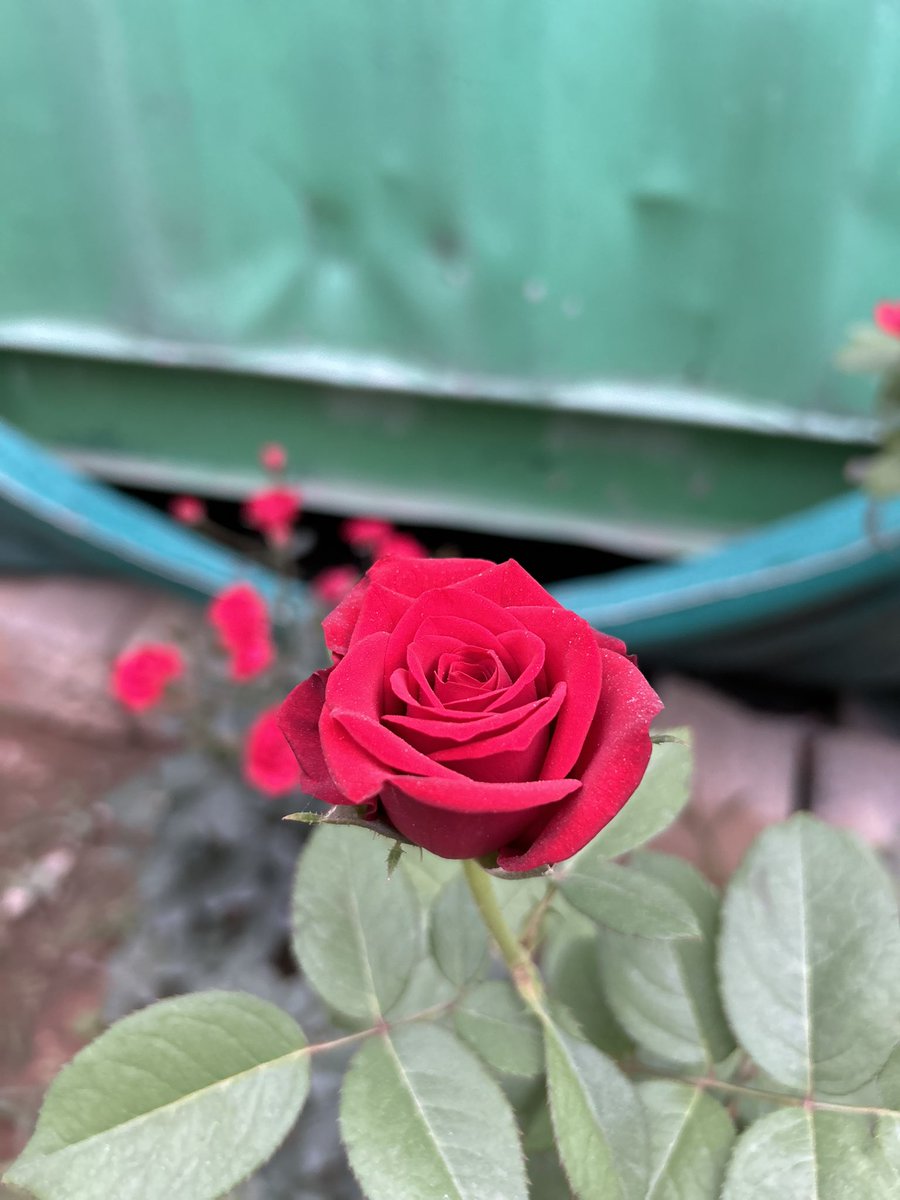 Little_He_Art's tweet photo. Something Red from my Gallery ❤️ https://t.co/orF32yux3O