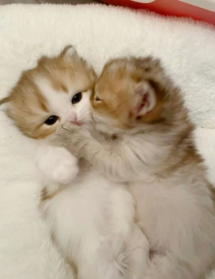 kitten_zukan's tweet photo. https://t.co/AgYzCOC9CY