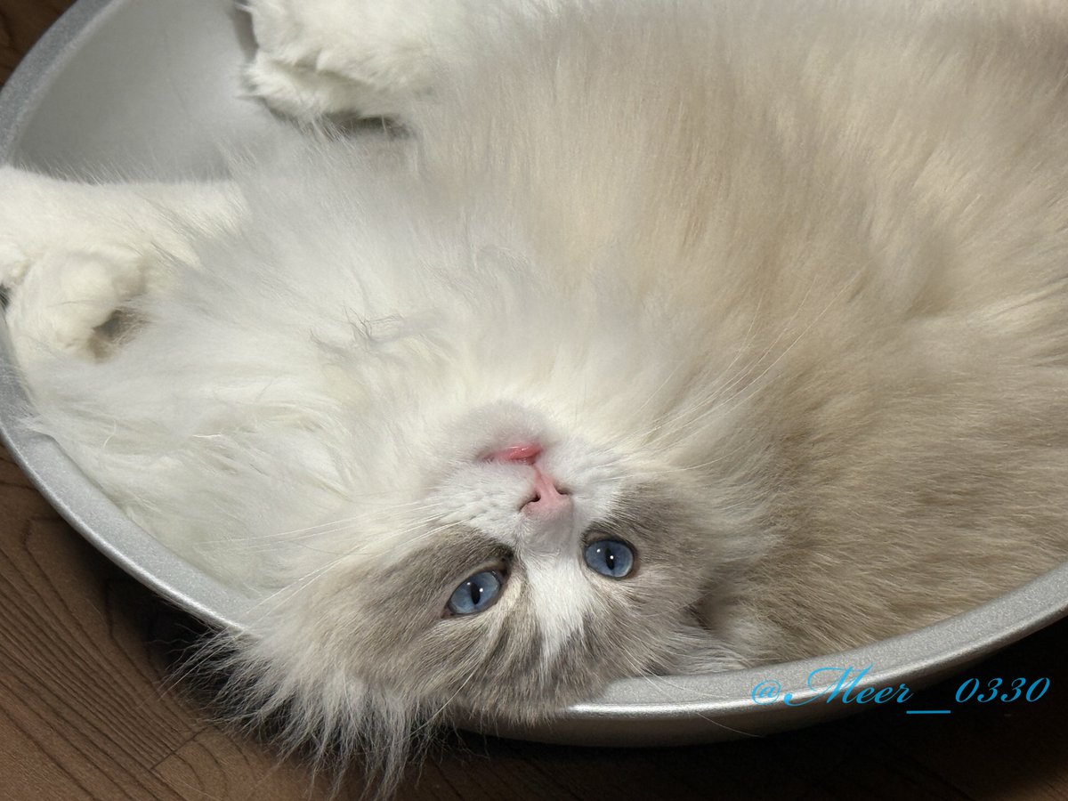 虚無顔

#ねこかわいいね #ラグドール