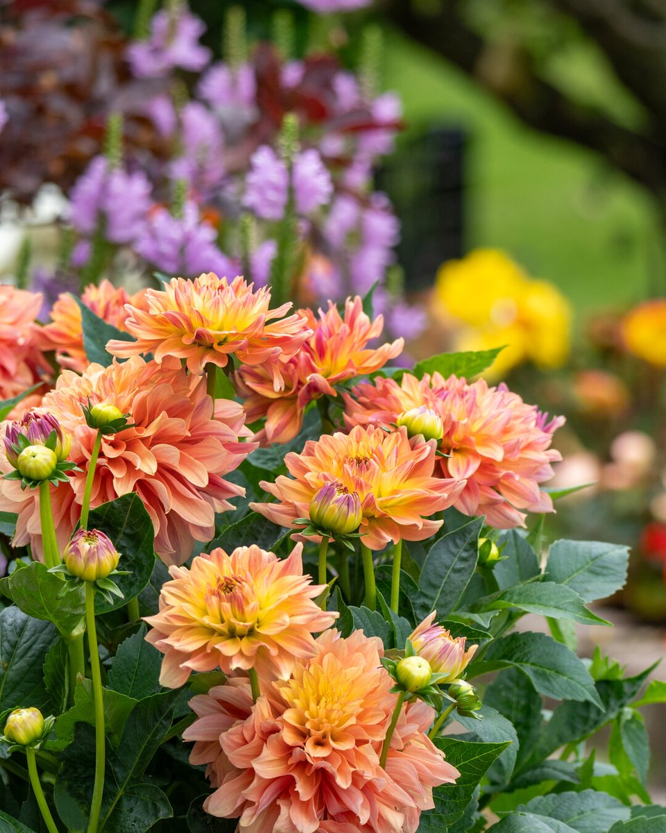 Capture the charm of late summer with the lasting blooms of summer bulbs. 🌸im.nu/fQCWDE  #gardencharm #summermagic #bloominggarden #flowerbulbs #flowerbulbsmakeyoubloom