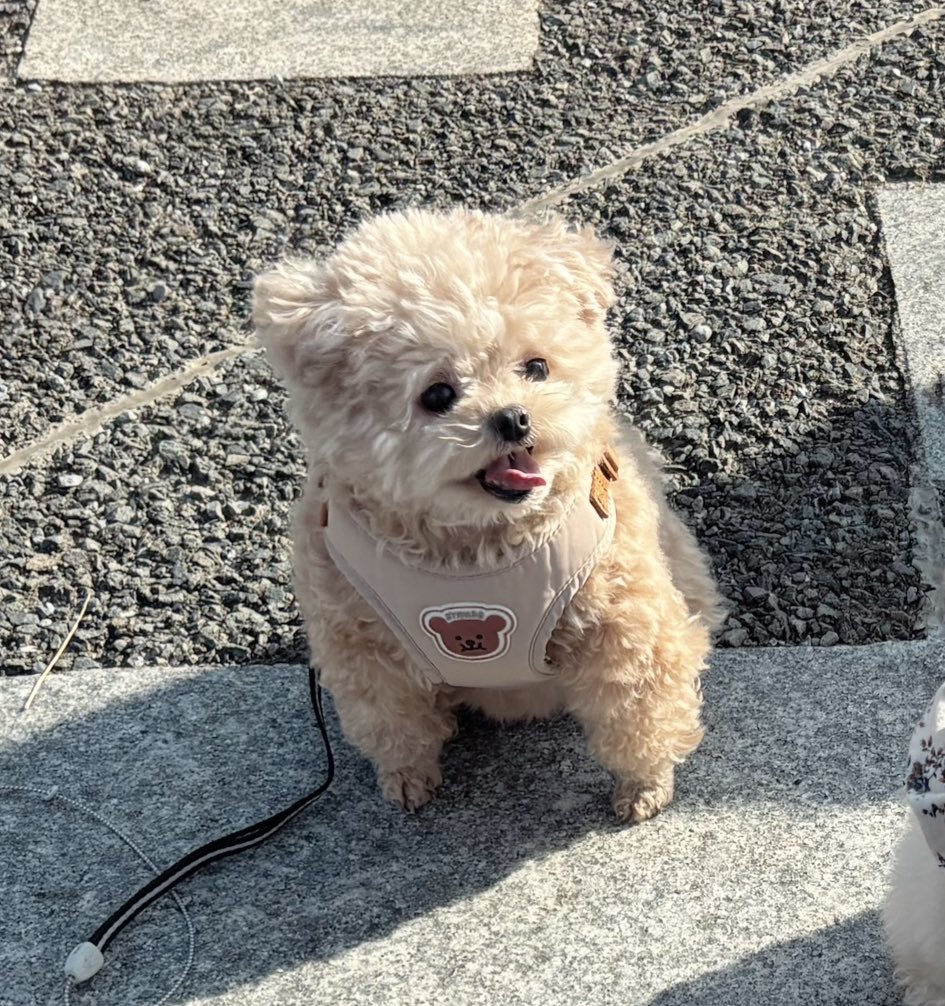 おやついる？って言われた時🧸

#ポメプー