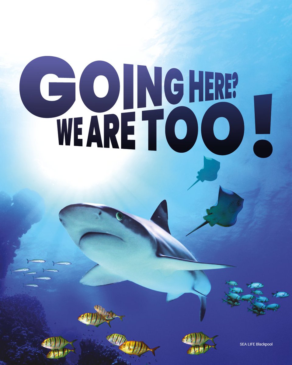 Going to Sealife Blackpool this summer? We’re going there too!🦈
Our buses might not be able to go underwater but we can get you to the next best thing on our Resort Rider 2, Lytham Line 11 and Tramway!🚌🚊
Plan your journey here: ow.ly/kGf850WC6Bw