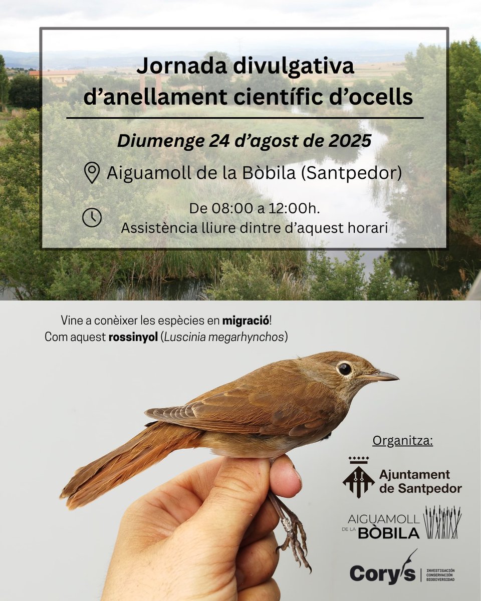 🔊Jornada d’anellament científic d’ocells a l'Aiguamoll de la Bòbila!

Una oportunitat per conèixer espècies en migració, com el rossinyol del cartell.😉

🗓Dia: diumenge, 24 d’agost
⏰️Hora: de 8 a 12 h
📌Aiguamoll de la Bòbila
👉Obert a tothom

santpedor.cat/actualitat/not…