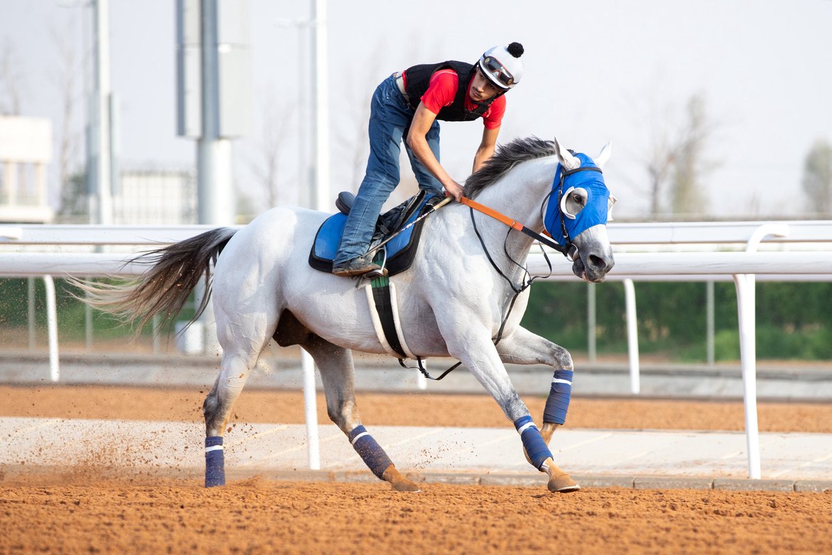 JockeyClub_SA's tweet photo. تدريبات الجياد الصباحية ☀️ 

إستعداداً للأسبوع الرابع
من موسم سباقات الطائف 🤩

#نادي_سباقات_الخيل 🐎 https://t.co/txwXdhzy7v