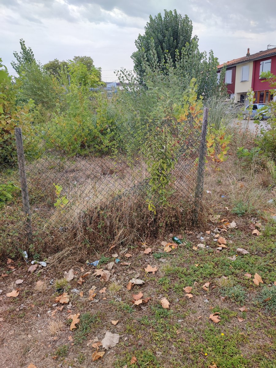 En rentrant de la piscine à pied je ne peux m'empêcher de photographier ces espaces anti canicule luxuriants offerts par nos impôts, objectif atteint, il n'a encore fait que 42° hier soir 🤗
Merci monsieur le maire <a href="/PierreHurmic/">Pierre HURMIC</a> 
<a href="/BxMetro/">Bordeaux Métropole</a>