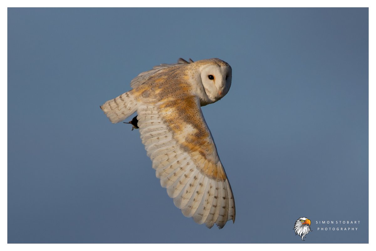 πππ’π€π£ ππ©π€πππ§π© π¦π¦π¦ (@sherburnsi) on Twitter photo Barn Owl out hunting in the lovely warm sunshine of County Durham.
<a href="/teesbirds1/">teesbirds</a>
<a href="/teeswildlife/">Tees Wildlife</a>
<a href="/DurhamBirdClub/">Durham Bird Club</a>
<a href="/Natures_Voice/">RSPB</a>
<a href="/NatureUK/">NatureUK</a>
<a href="/WildlifeMag/">BBC Wildlife</a>
<a href="/BBCSpringwatch/">BBC Springwatch</a>
<a href="/NTBirdClub/">Northumberland & Tyneside Bird Club</a>
<a href="/UKNikon/">Nikon UK & Ireland</a>
#naturephotographyday #birds #wildlifephotography Barn Owl out hunting in the lovely warm sunshine of County Durham.
<a href="/teesbirds1/">teesbirds</a>
<a href="/teeswildlife/">Tees Wildlife</a>
<a href="/DurhamBirdClub/">Durham Bird Club</a>
<a href="/Natures_Voice/">RSPB</a>
<a href="/NatureUK/">NatureUK</a>
<a href="/WildlifeMag/">BBC Wildlife</a>
<a href="/BBCSpringwatch/">BBC Springwatch</a>
<a href="/NTBirdClub/">Northumberland & Tyneside Bird Club</a>
<a href="/UKNikon/">Nikon UK & Ireland</a>
#naturephotographyday #birds #wildlifephotography
