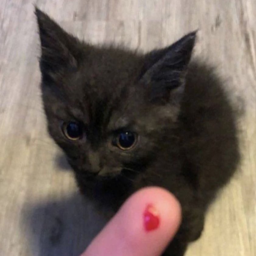 animal                                 real life