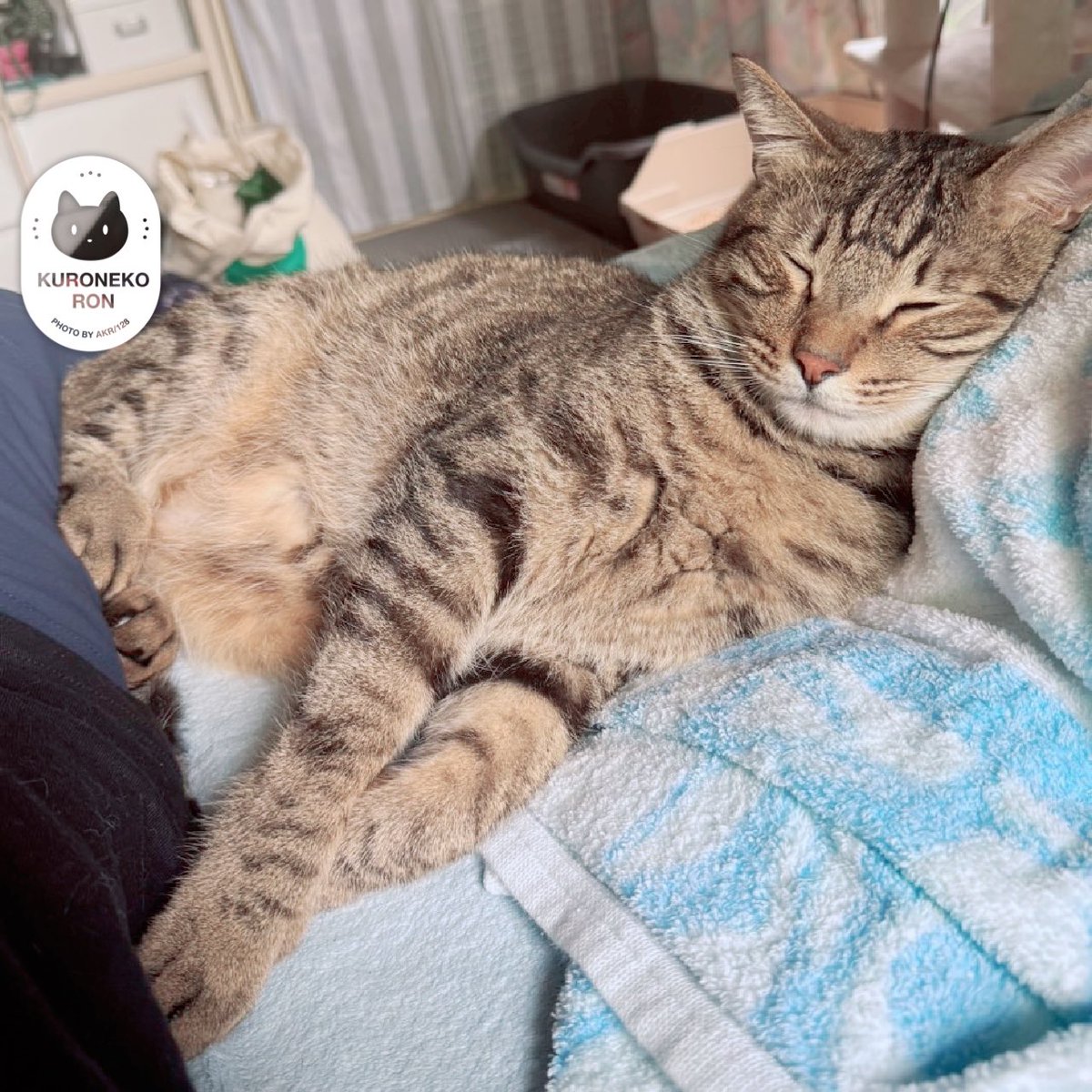 妹からLINEでこの写真が送られてきた
みたらしから取り返し、ご満悦です