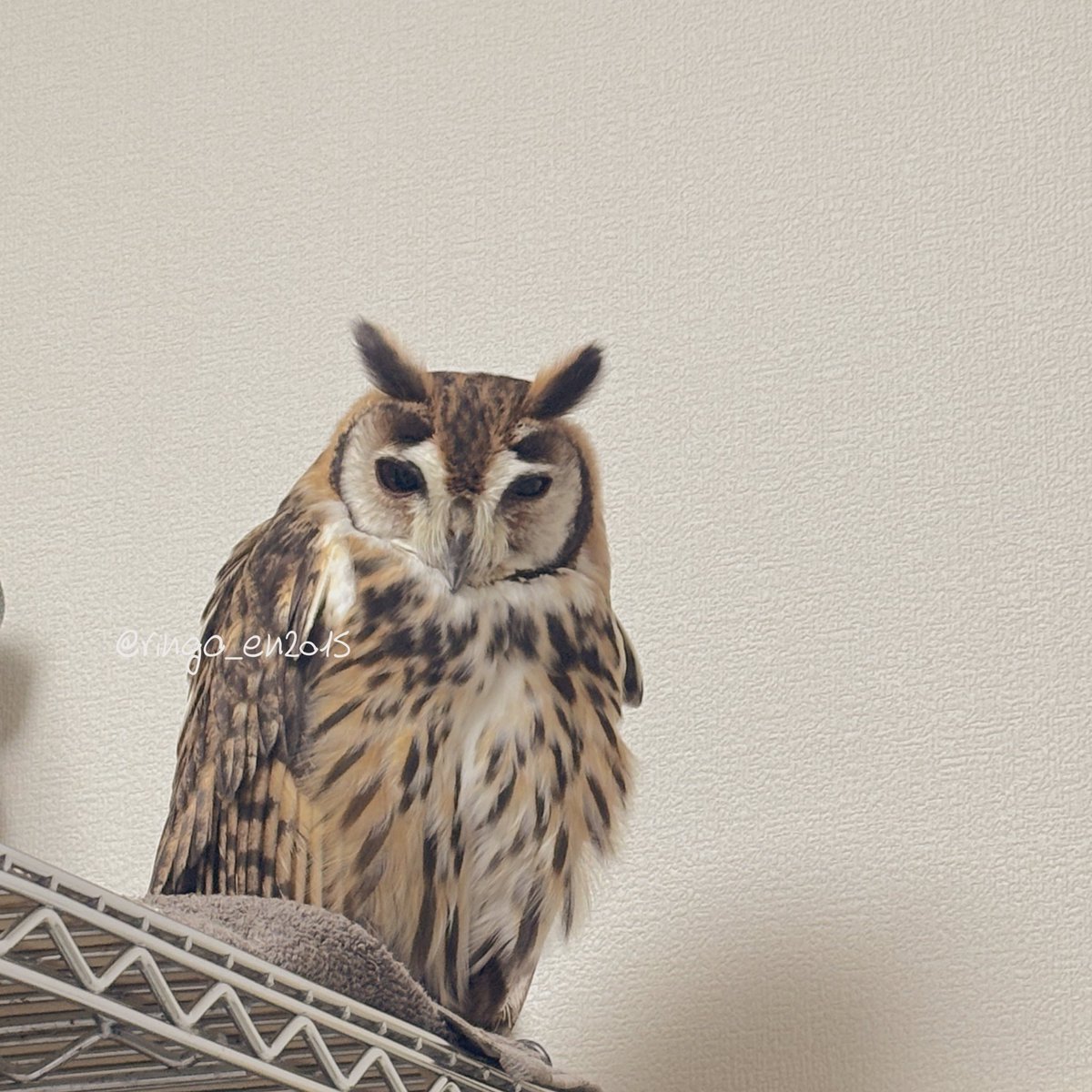 ぽやぽやりんごさん(✪◊✪)ごはん…まだかな…