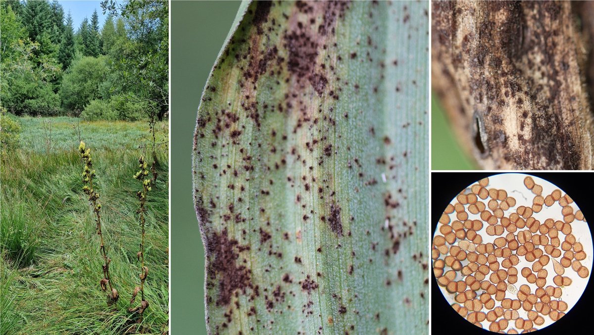 wheatpath's tweet photo. #Rust of false helleborine (#Veratrum album) caused by #Puccinia veratri (Trévezel bog, Massif de l'Aigoual, FR). https://t.co/65yKnW0BTJ