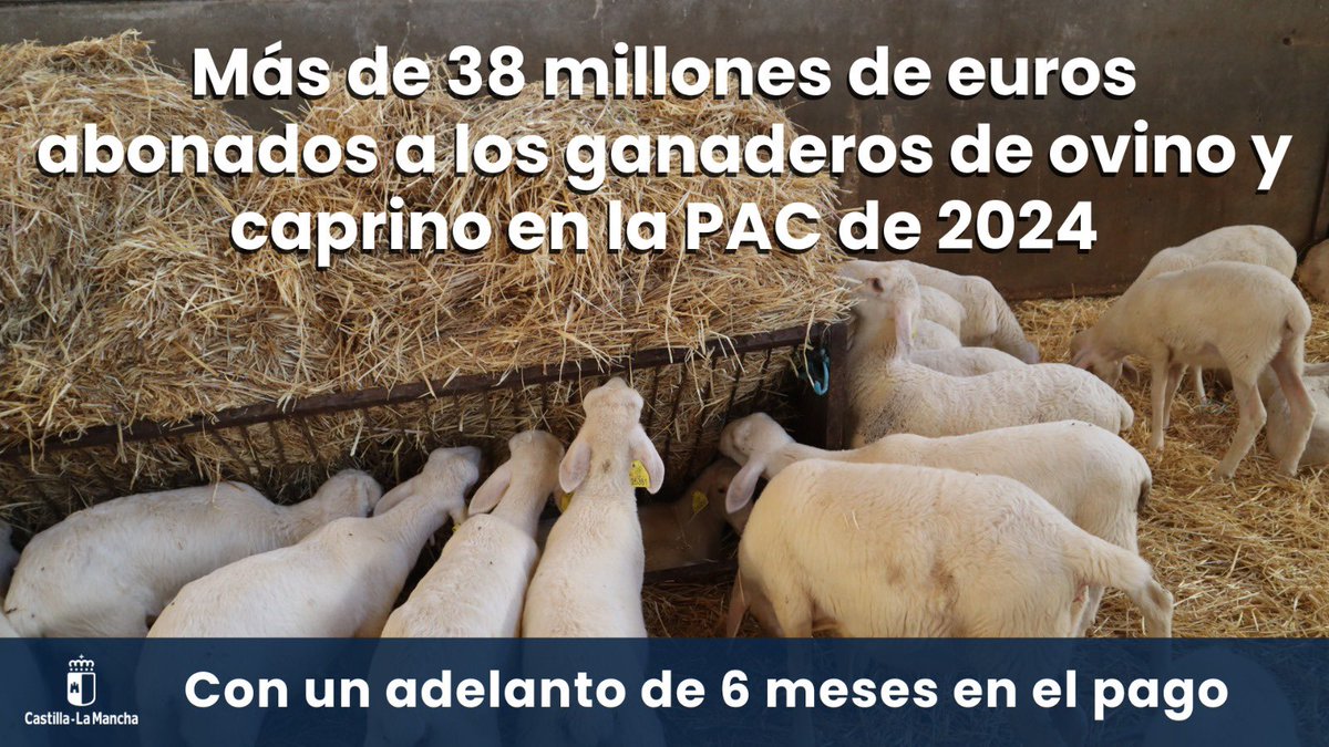 🐑 El Gobierno regional ha abonado más de 38 millones de euros a los ganaderos de ovino y caprino en la campaña de la PAC de 2024, una cifra que supone un incremento de diez millones más respecto a la PAC anterior.

ℹ️ castillalamancha.es/node/406628