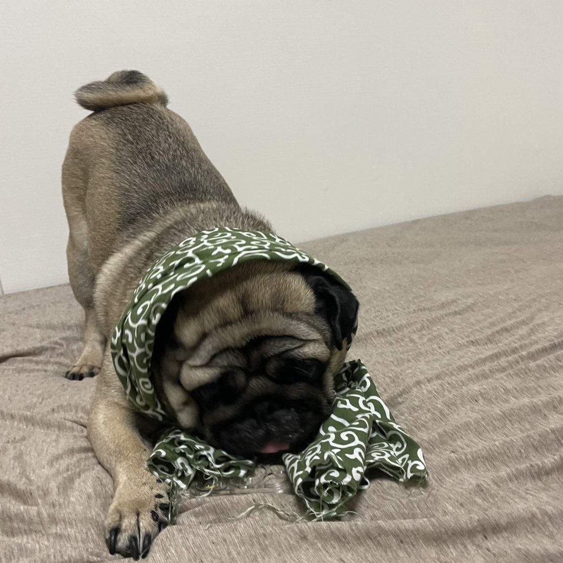30_mio_0517's tweet image. みんな楽しんで生きていこう〜
たるとは今年も正装しました🐶 #パグの日