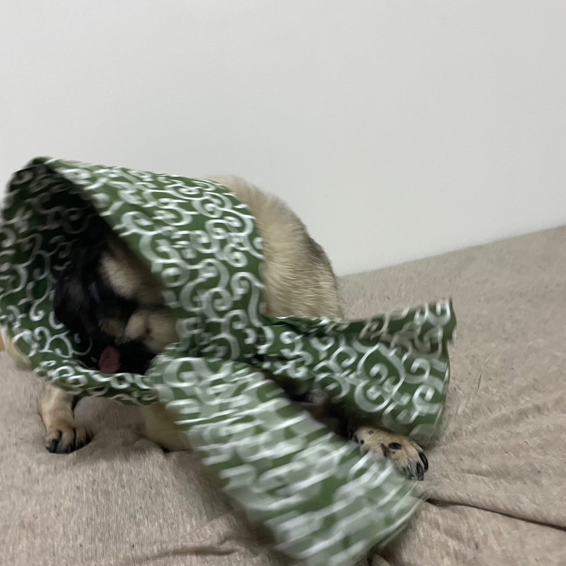 30_mio_0517's tweet image. みんな楽しんで生きていこう〜
たるとは今年も正装しました🐶 #パグの日