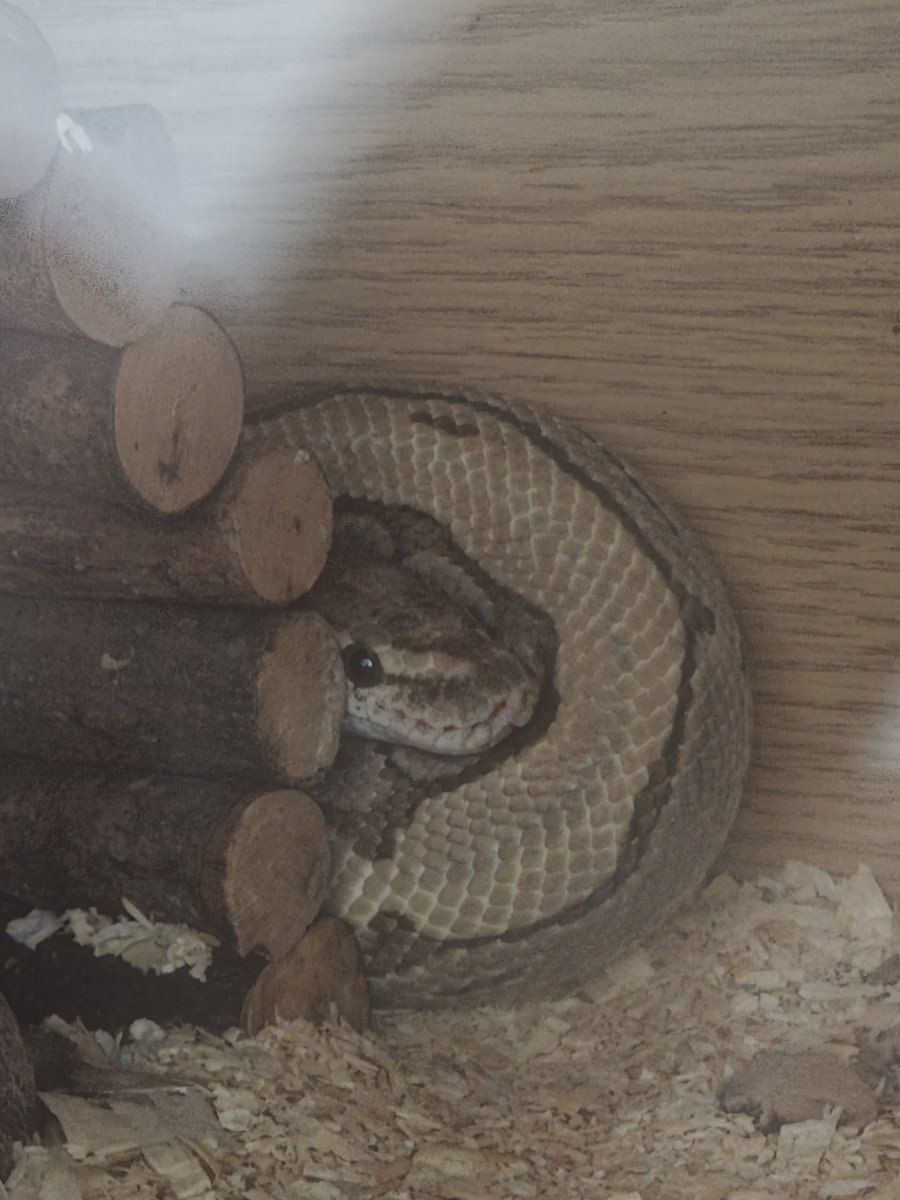 🤘Stormy Hytale🤘 tweet media