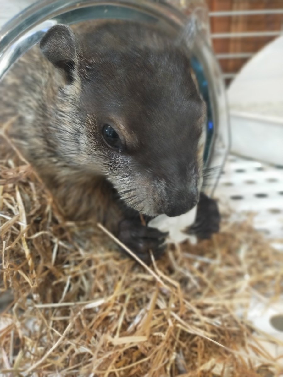 LTFOAR777's tweet photo. 久々のマモ活。
茅ヶ崎ふれあい動物園でウッドチャックさんに会ってきた🦫
子供マーモットを初めて見たので感動した😍

#マモ活
#マーモット
#ウッドチャック
#茅ヶ崎ふれあい動物園 https://t.co/us0tXNtCMA