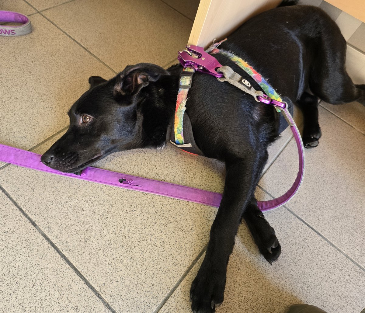 Looking for someone to watch the puppy in Lviv until the owner is found. DM me 🫡

I'm currently meant to be test flying interceptors 🙈