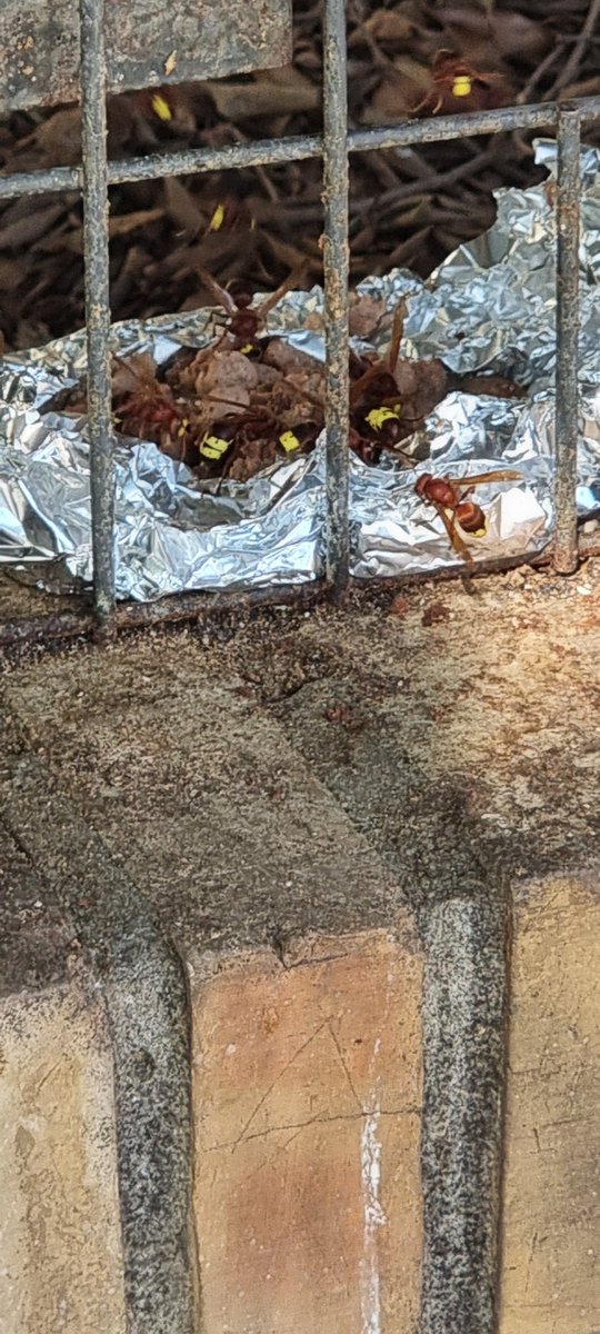 En un instituto de <a href="/malaga/">Ciudad de Málaga</a>  en plena acera entre dos parques infantiles, que dicen las autoridades "es que si no sabes donde está el nido" señora  venga usted a buscarlo yo no me voy a meter  <a href="/pacodelatorrep/">Paco de la Torre</a>  #avisponoriental