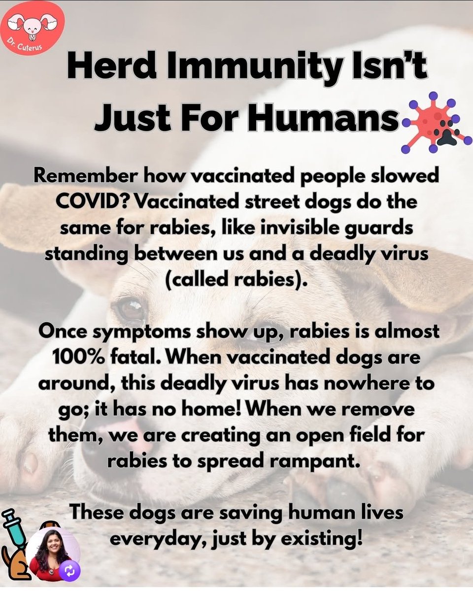 Tax payers' money will go in corrupt pockets. Crime will increase in the streets. More thefts n robberies. How will authorities feed lalks of dogs on a daily basis ? Crores of rupees will go in vane. No good will come out of this
#SaveDogs
#straydogs 
#savedelhidogs2025