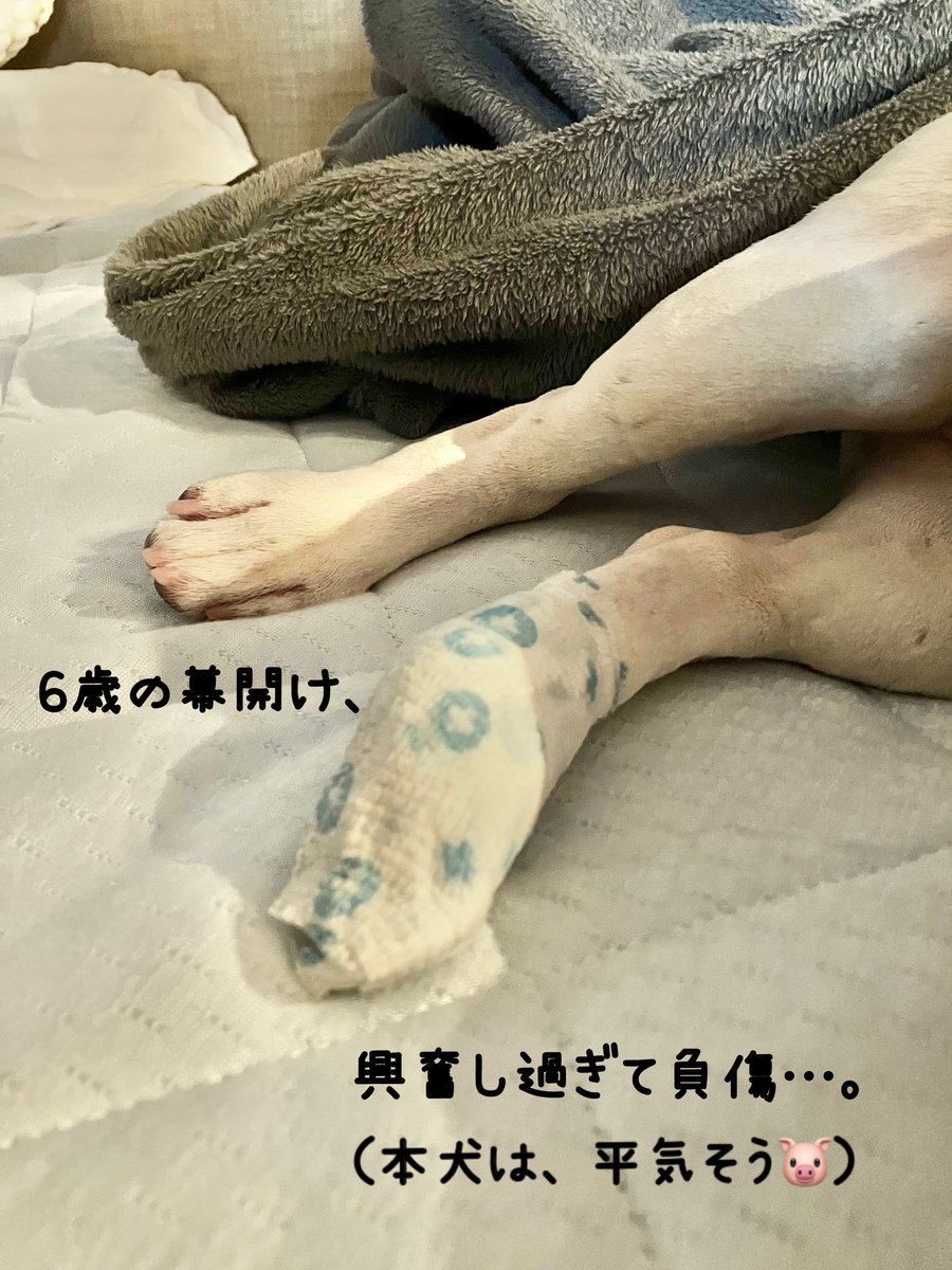 nom81411555's tweet photo. 今年もお誕生日旅行へ行った所、久しぶりの旅行と下僕(旦那)に興奮し過ぎて負傷したくる太🐷💦
いつも何事もスマートではない。
6歳、本格始動だね🥴
飼い主は、気合いを入れてお世話させて頂きたく存じますよ🙏
#DOGLAMPING
#GThouse
#フレンチブルドッグ https://t.co/a02osTrINT