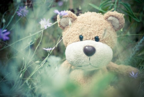 Our Garden Teddy Bear Hunt on Monday 1 September offers a last bit of fun before back to school for little ones. £5 per map/child with a teddy bear pen to take home and a chance to win tickets to Winter Lights! Book here tickettailor.com/events/stephen…