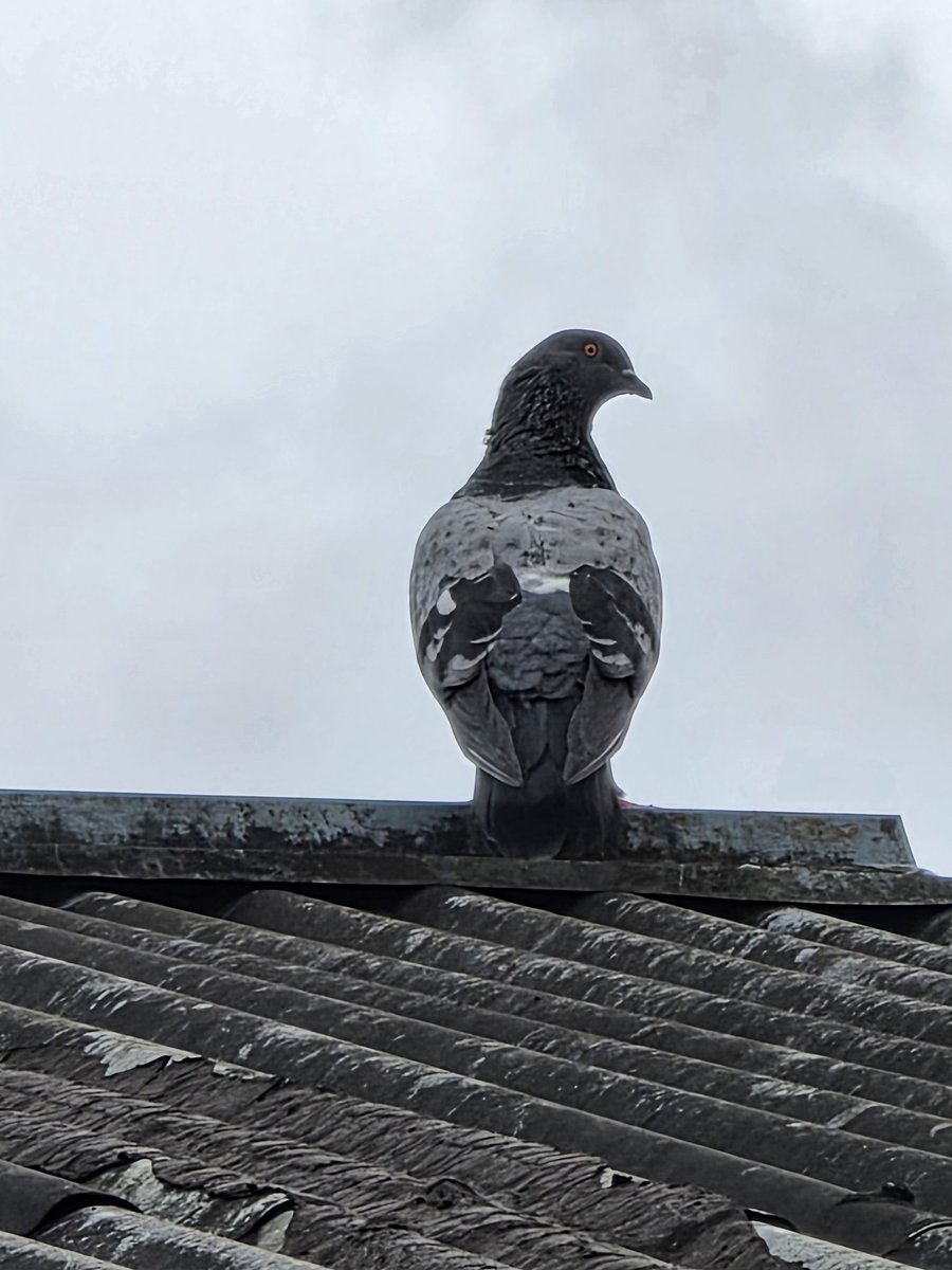amritashya's tweet image. A few 30x zoom pics after the August update. Share your thoughts, friends. It's a cloudy and rainy day. 📸🌧️🤔 #ZoomPics #AugustUpdate #CloudyDay #RainyDay #oneui7