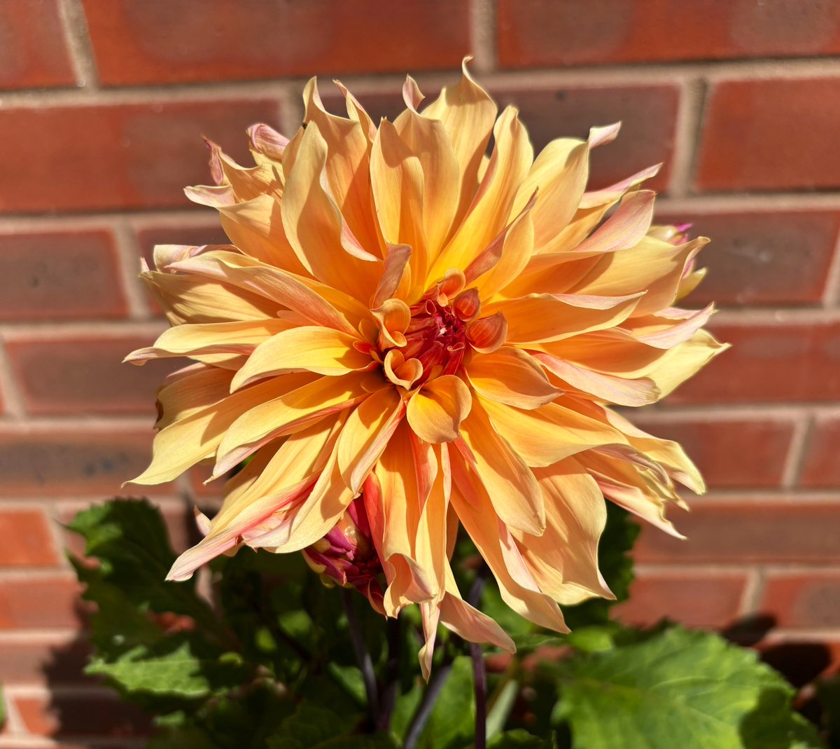 Dahlia ‘Lavish Labyrinths’ making its debut in the garden. Such a gorgeous flower 😍
Have a lovely day everyone. Lots of smiles ☺️
#dahlia #flower #gardening