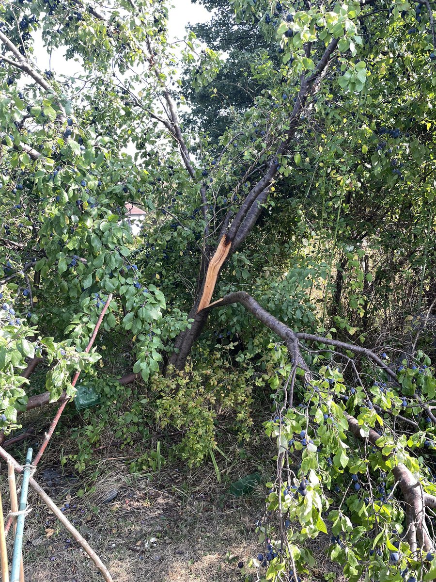 Damson at the allotment snapped a combination of lots of fruit and last weeks high winds.