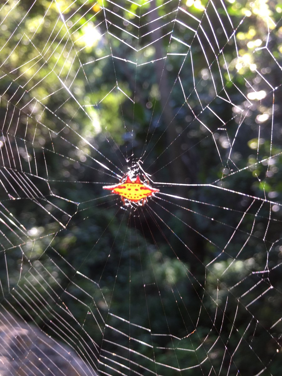 PrimatePredator's tweet image. All of these images were taken in a single day of fieldwork, starting off with maneuvering through kite spider webs, tip toeing over a horned baboon spider, admiring a beautiful Garden Commodore butterfly and ending off with a scorpion in the camera case.
#Conservation #animals