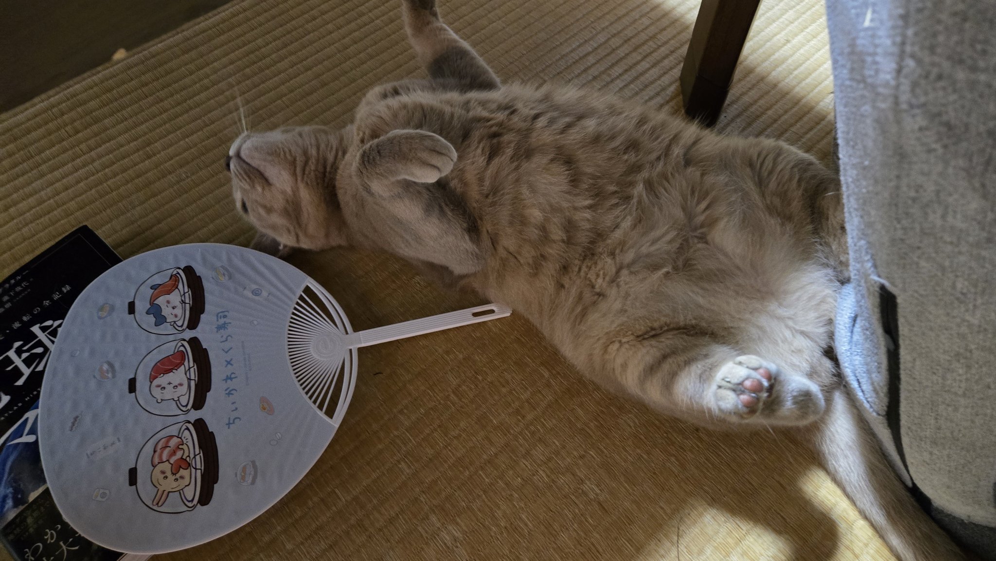 ねこがいちばんかわいい  2d593a9278c4492f418f2c0eab9427