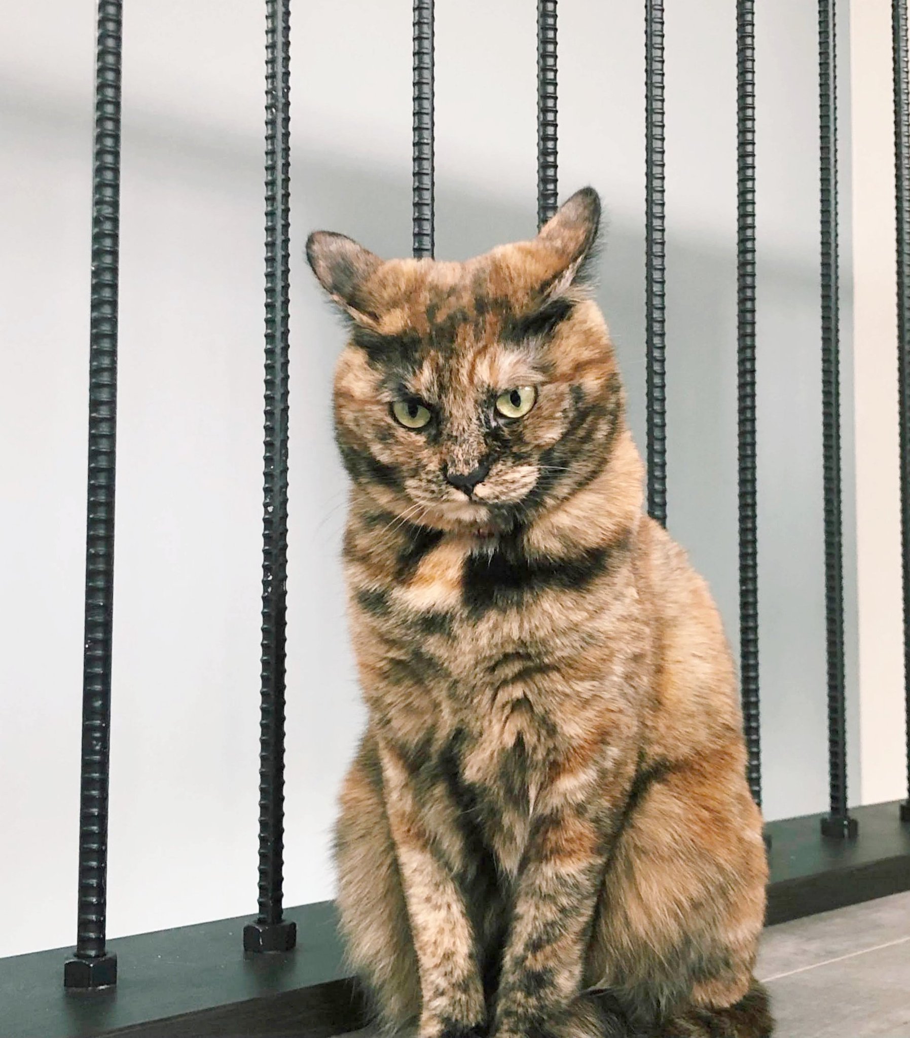 サビ猫三姉妹 on X: 