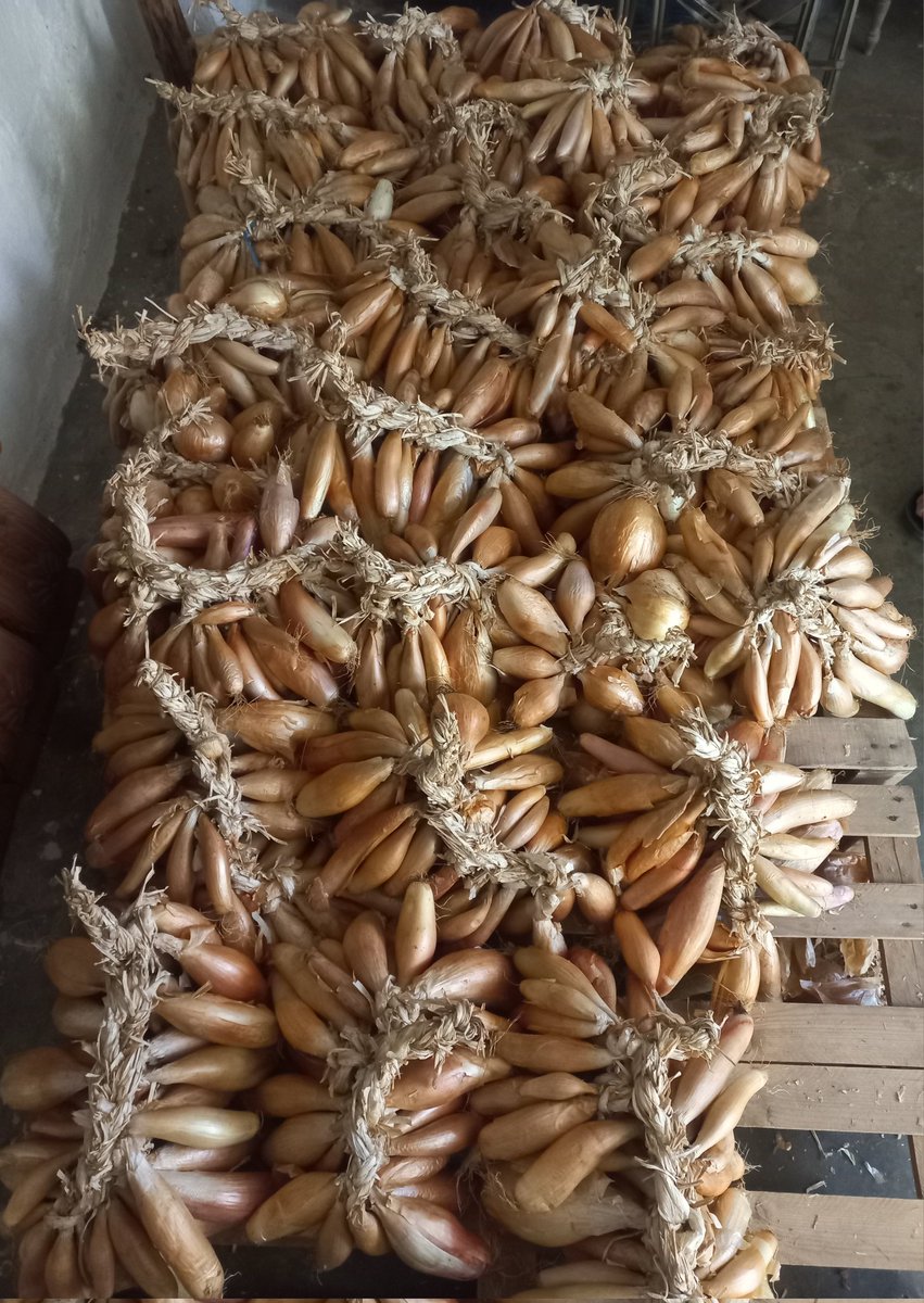 ANN82668838's tweet photo. بصل سلموني (مجاديل) مجفف للمونه، كرمال تعملي أطيب طبخه سيدتي، بضاين عالأقل ٩ شهور ضمن بيئه ما فيها رطوبه
الكميه محدوده
#order_now
#roots_and_shoots #jbaa
#eatclean #eathealthy https://t.co/42WkJ8qZRU